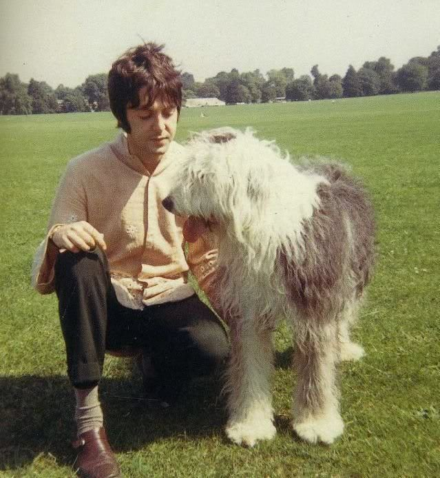 Paul McCartney's dog - Martha - Paul McCartney, Dog, Longpost