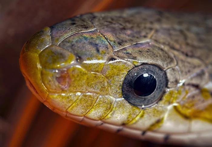 Snake eye - My, Macro photography, Snake, Eyes, Skin