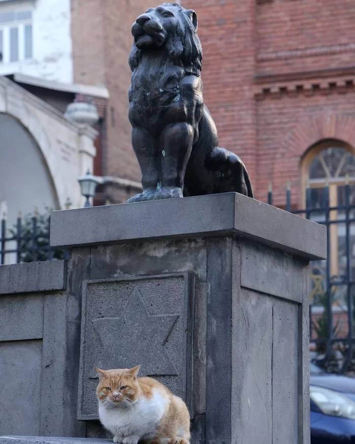 Two cats - cat, a lion, Tbilisi, Georgia, Sculpture, Star of David, The photo, Someone else's photo