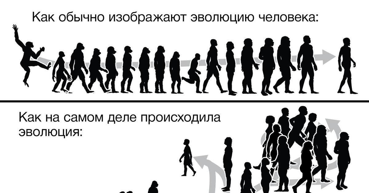 Жизни и свободного развития человека. Эволюция человека инфографика. Инфографика развитие человека. Эволюция человека сценка. Эволюция человека разветвленная.