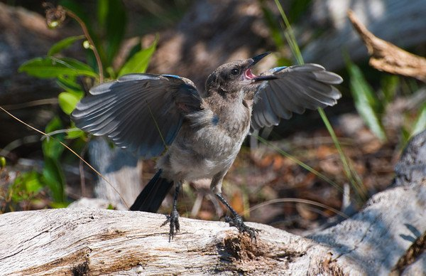 Not all people have such beautiful children as blue jays!... - Birds, Blue Jay, Endemic, Florida, USA, Lifestyle, Parents and children, The national geographic, Longpost