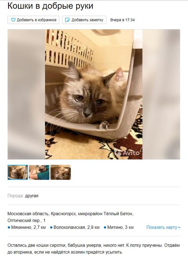 Let's save cats in Krasnogorsk! 2 cats looking for a home - My, Pets, No rating, cat, In good hands, Krasnogorsk, Moscow region