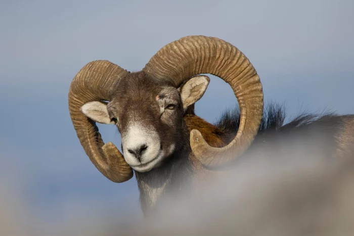 Smile, gentlemen! - Mouflon, Rams, Wild animals, Crimea, Red Book, , Rare view, Protection of Nature, Longpost