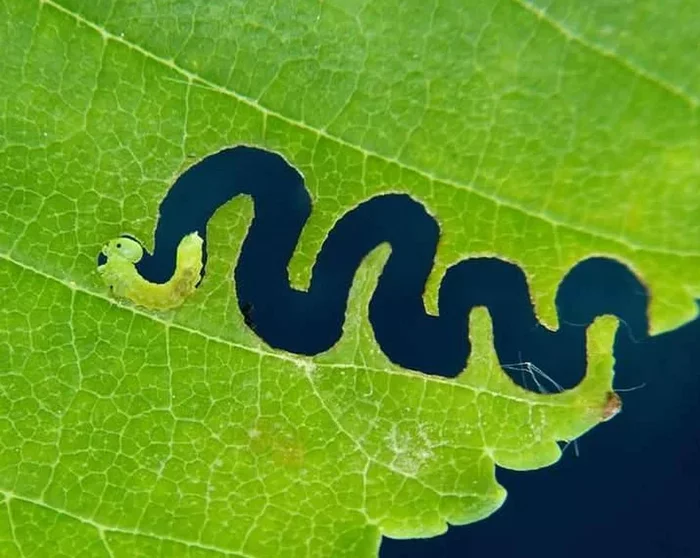 Zigzag Sawfly: Strange patterns on leaves. Insects that don't have men are slowly taking over the world - Insects, Caterpillar, Art, Animals, Yandex Zen, Longpost