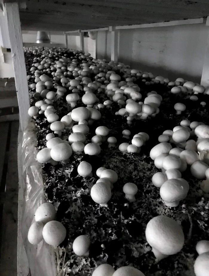 Mushroom farm, part 3, last - My, Champignon, Farm, Growing, Mushroom Farm, Longpost