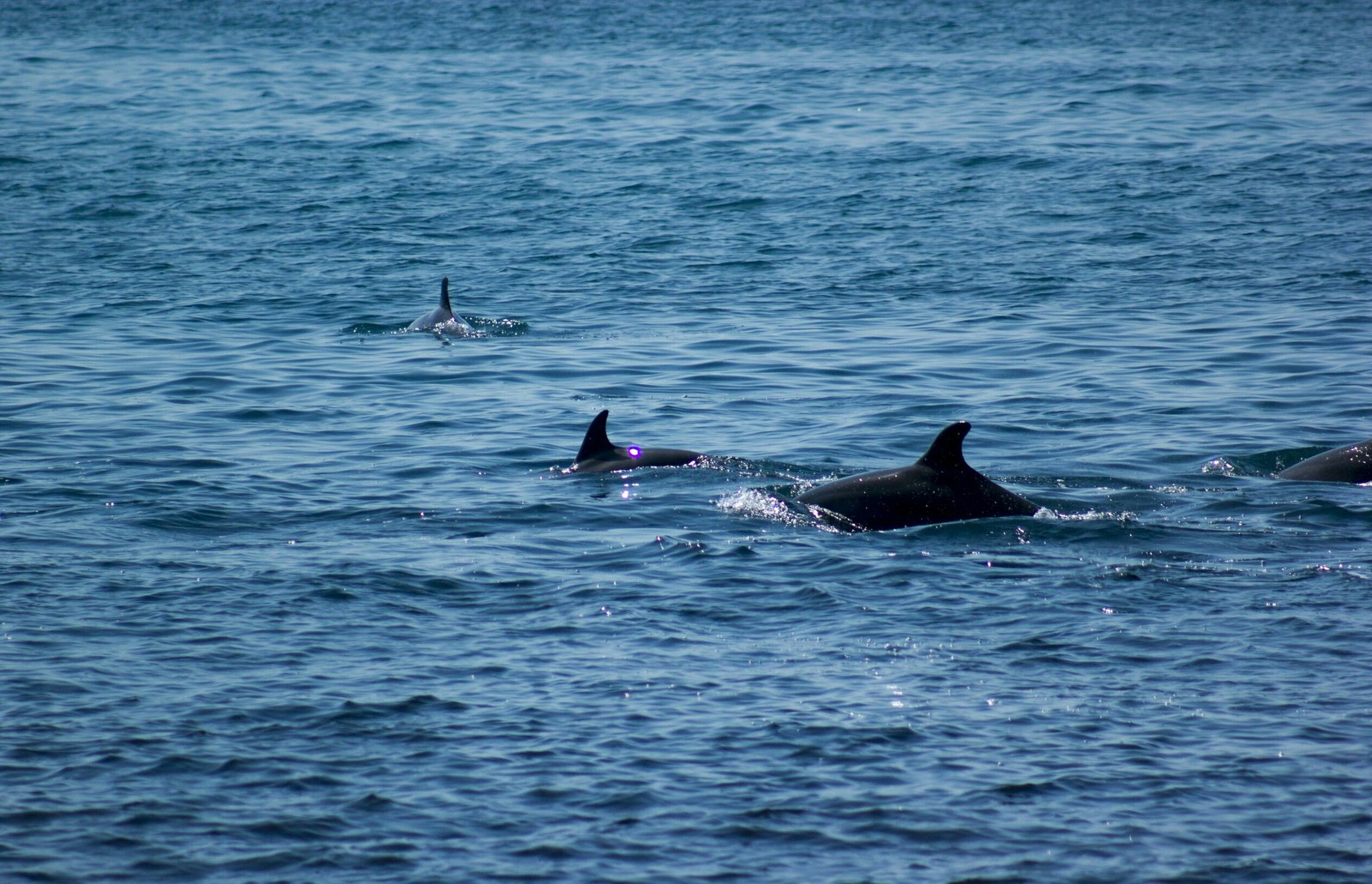 Dolphins are chasing fish - My, Dolphin, Sea, Tuapse, The photo, Longpost