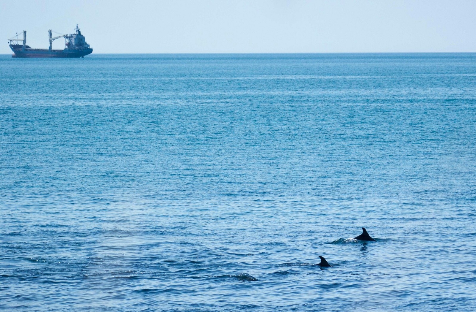 Dolphins are chasing fish - My, Dolphin, Sea, Tuapse, The photo, Longpost