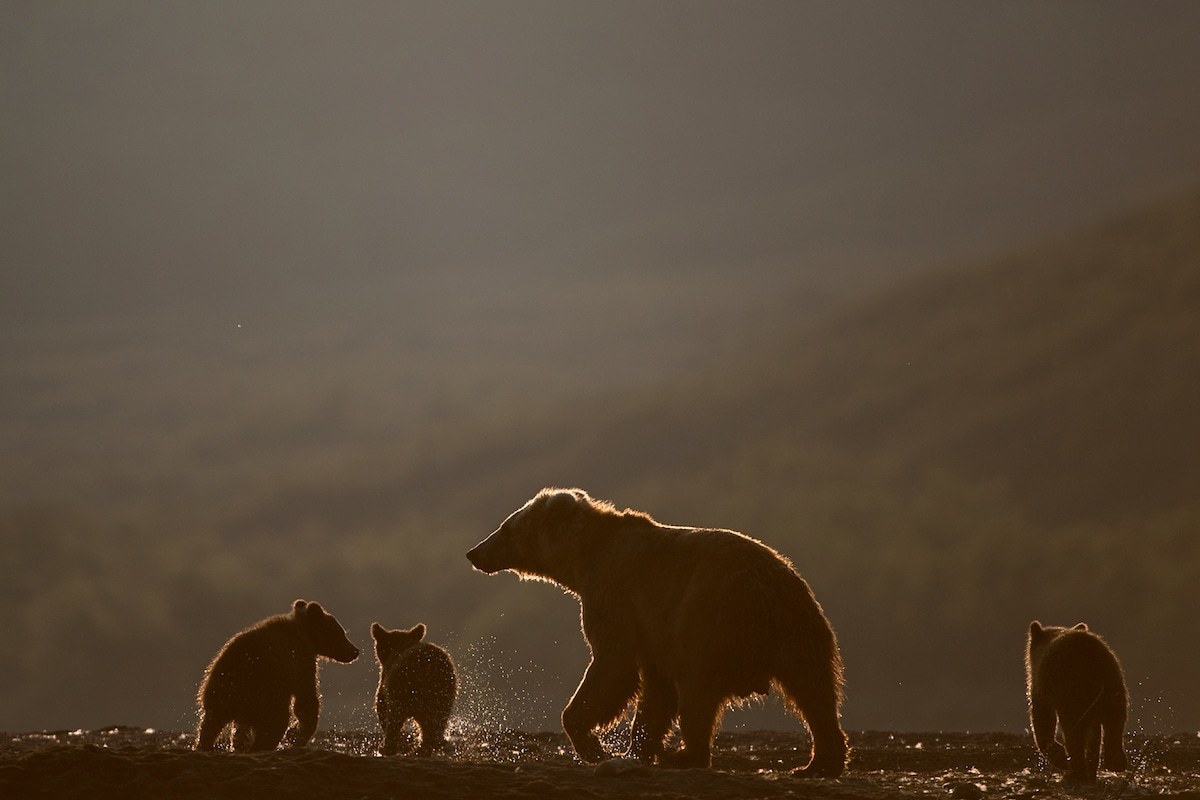 Incredible photos of brown bears in Kamchatka - The Bears, Brown bears, Kamchatka, The nature of Russia, Longpost