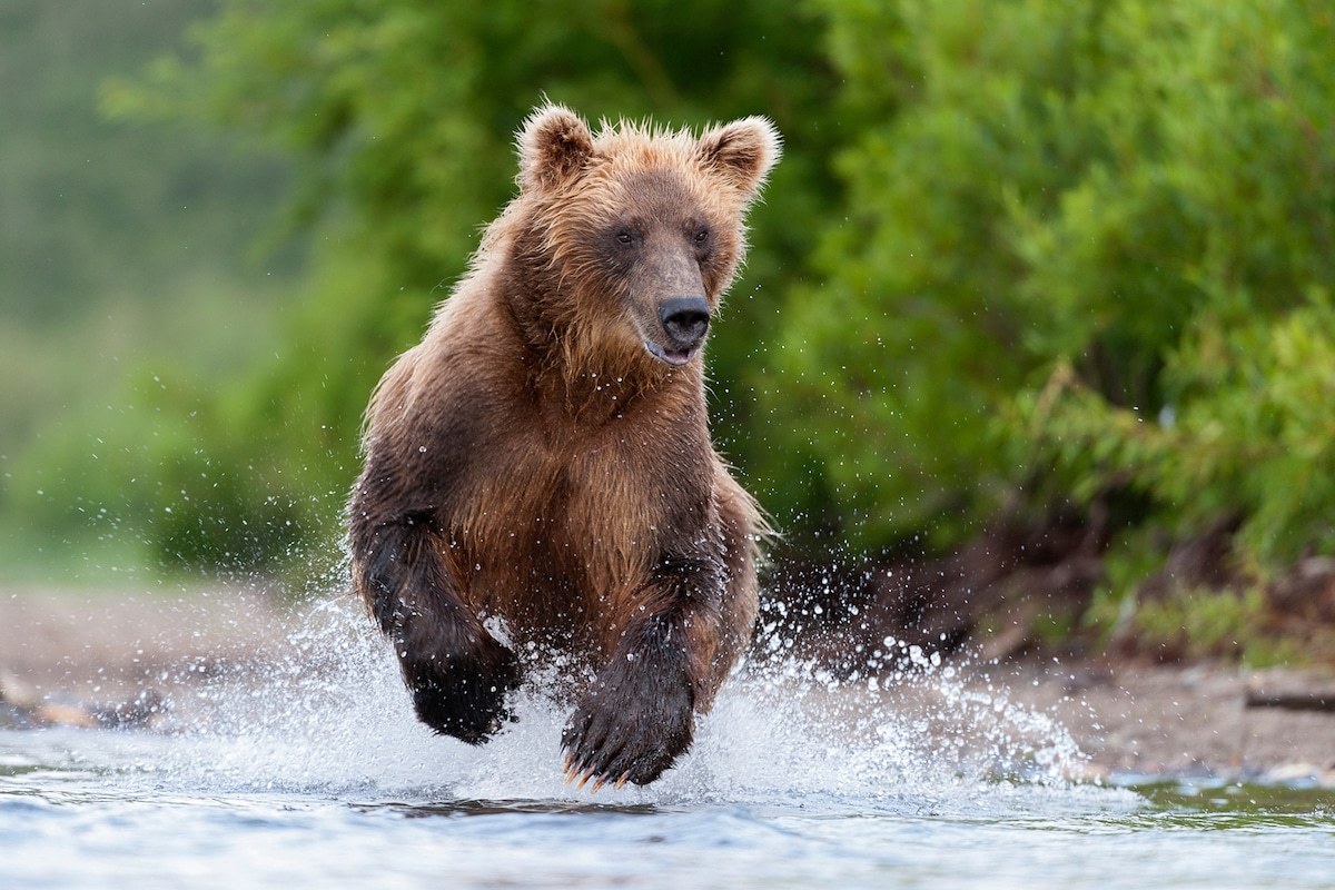 Incredible photos of brown bears in Kamchatka - The Bears, Brown bears, Kamchatka, The nature of Russia, Longpost