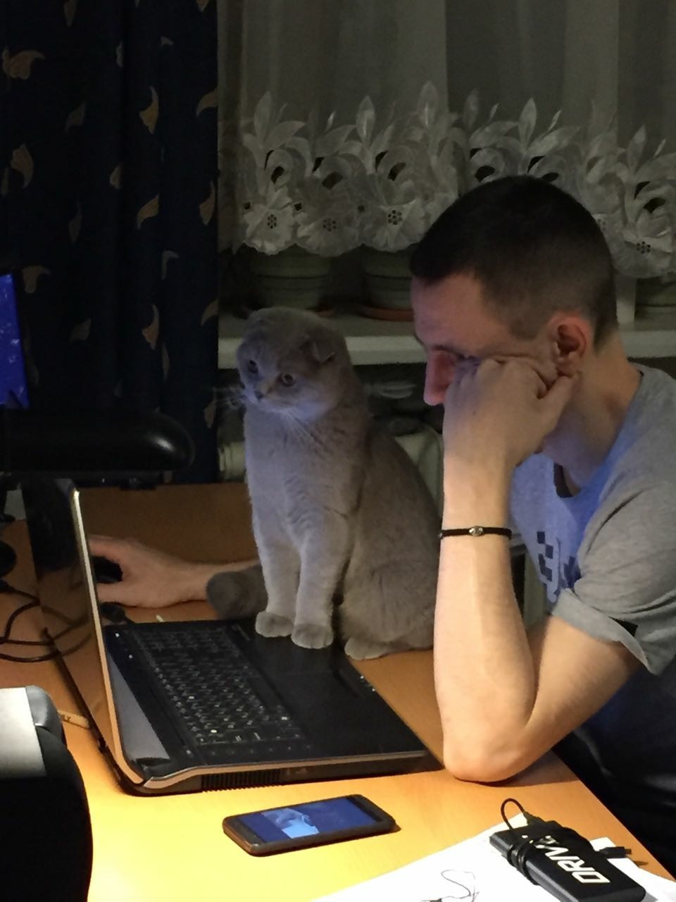 helper - My, Assistant, Catomafia, cat