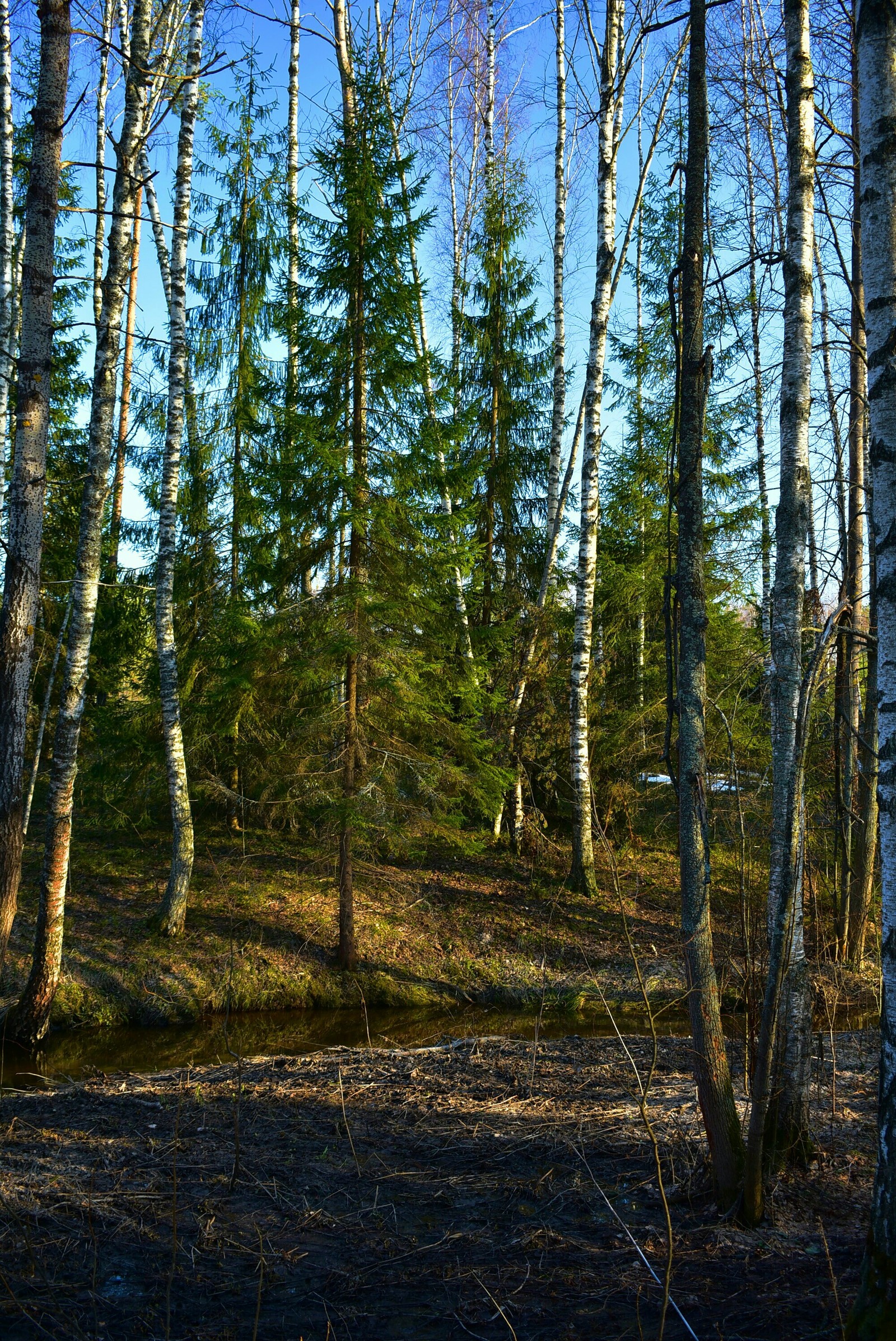 Spring forest - My, Forest, Spring, The sun, Nikon d3400, Beginning photographer, Longpost