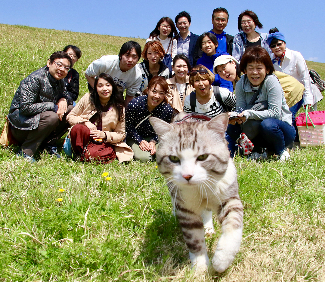 Nyankichi is a photogenic cat from Japan - cat, Animals, Pet, Longpost, Pets