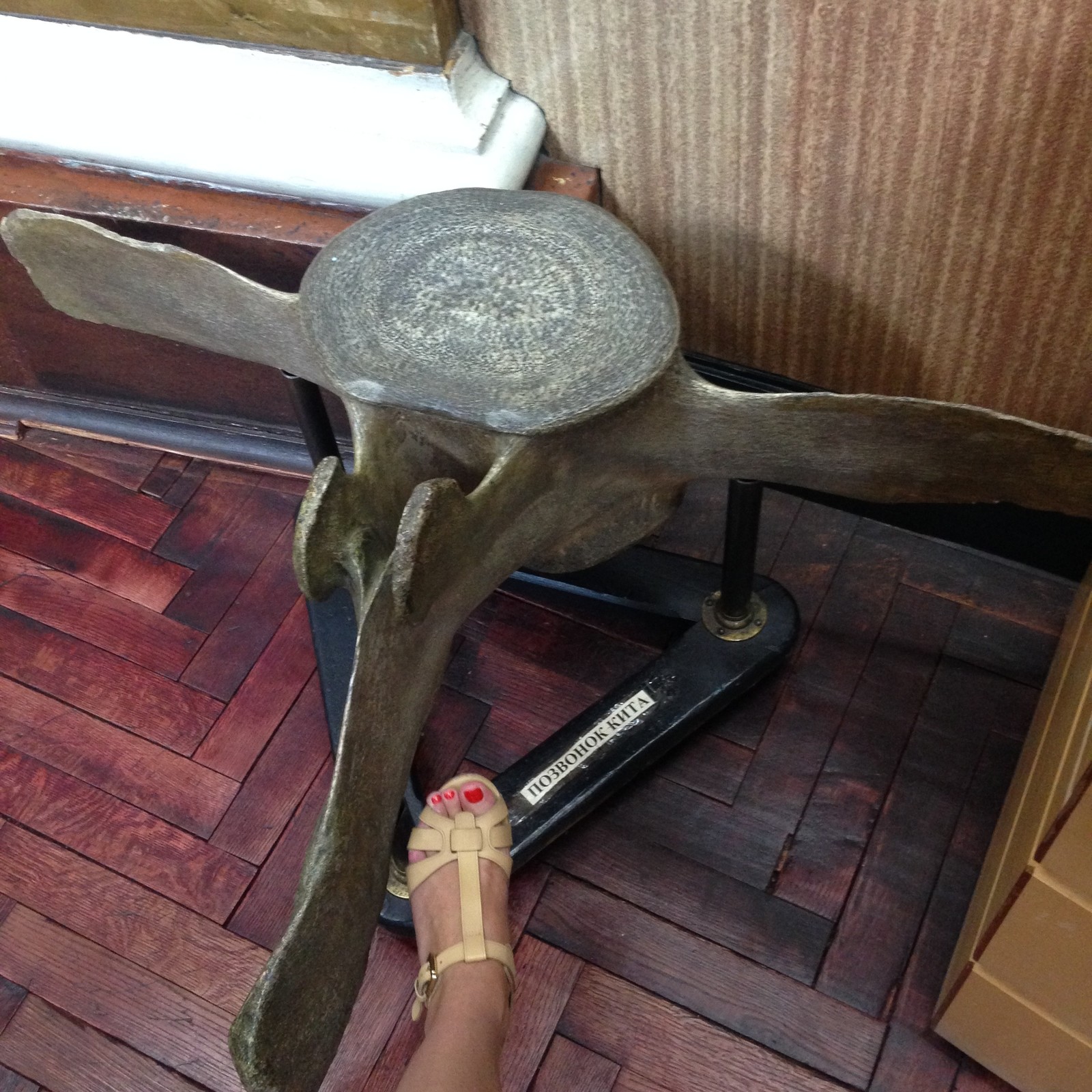 whale vertebra - My, Arctic and Antarctic Museum, Museum, Spine, Whale, Manicure, The photo