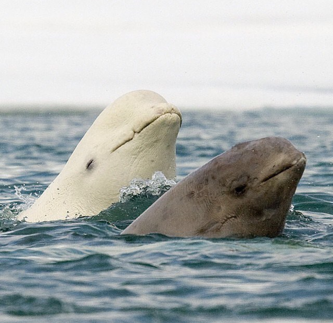 gray beluga whale - Belukha, Grey, Marine life