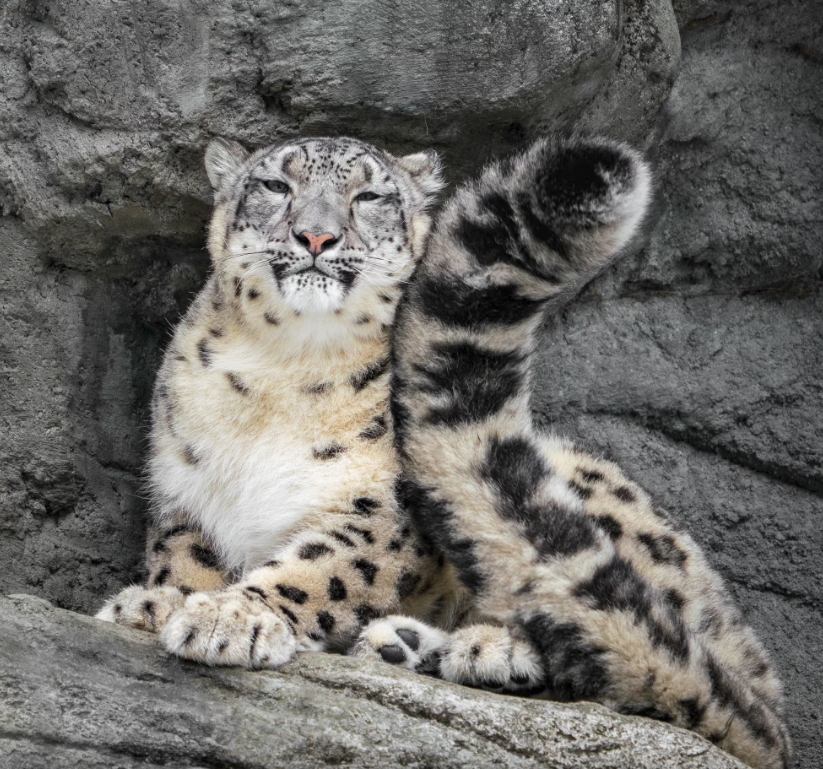 Fluffy tail) - Snow Leopard, Tail, The photo, Animals