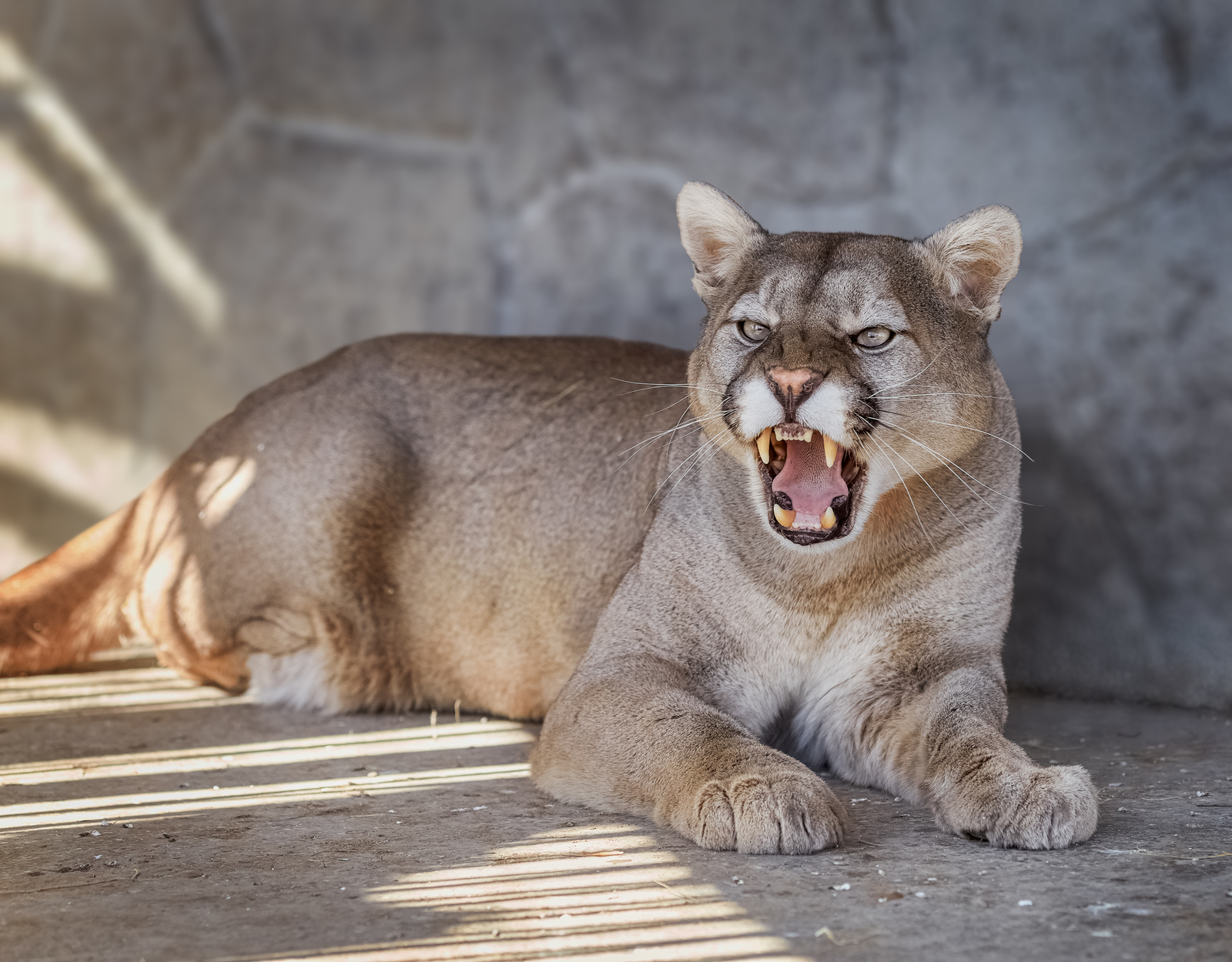 Puma - The national geographic, The photo, Puma, Bogdanov Oleg