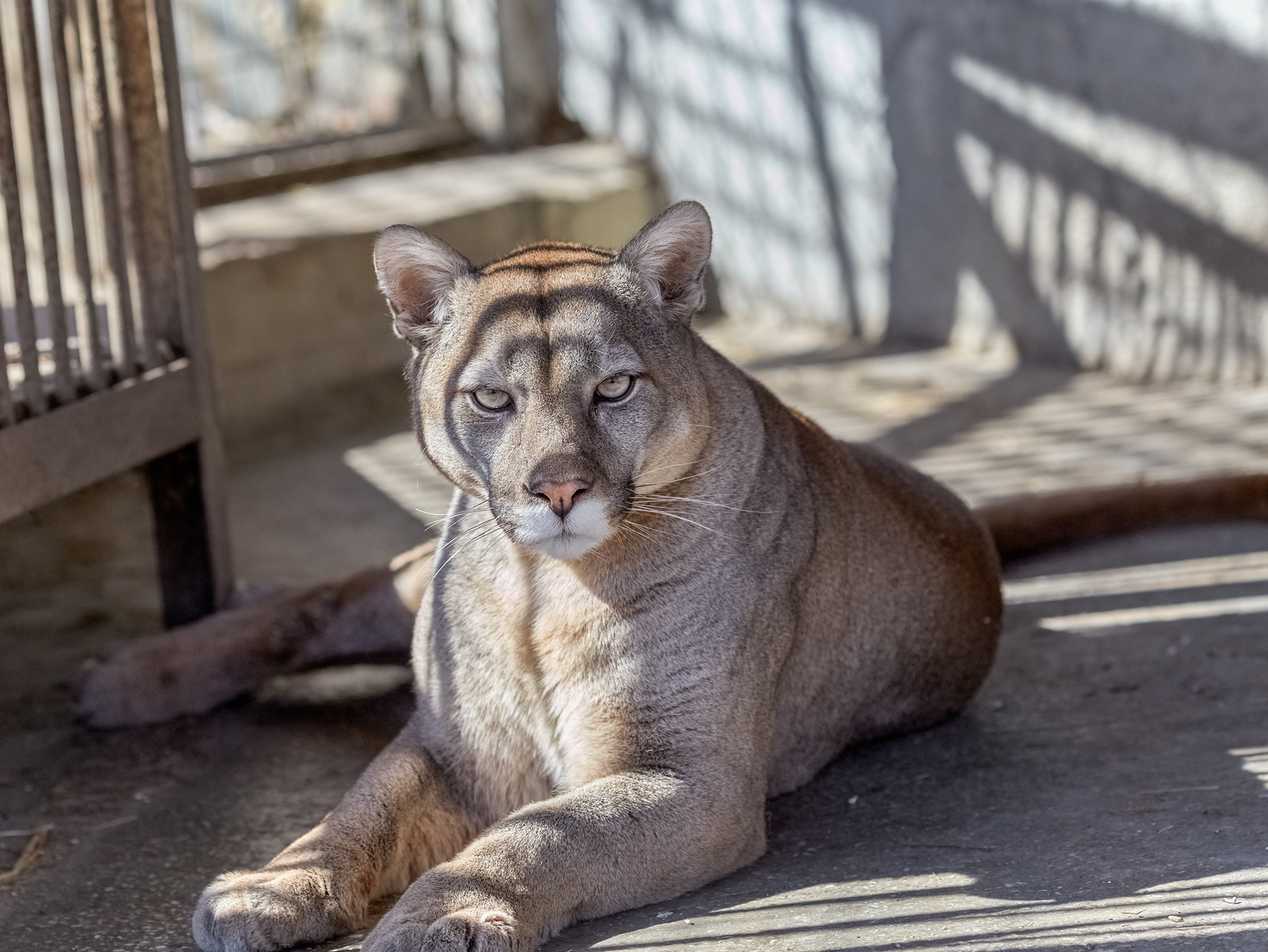 Puma - The national geographic, The photo, Puma, Bogdanov Oleg