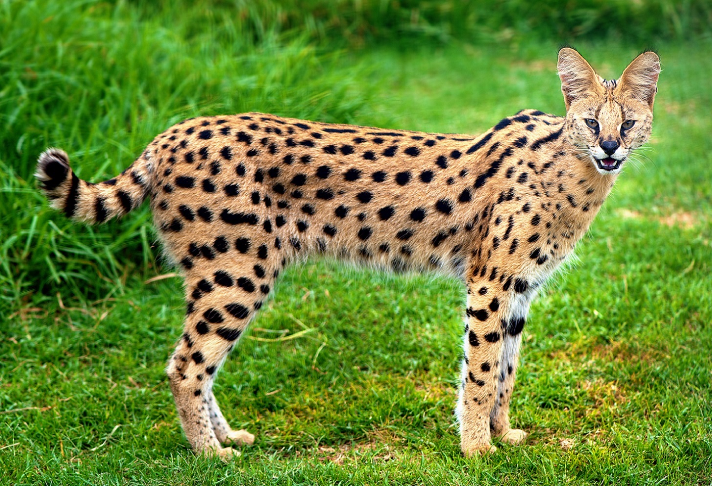 Serval - Serval, Predator, Cat family, Animals, Longpost