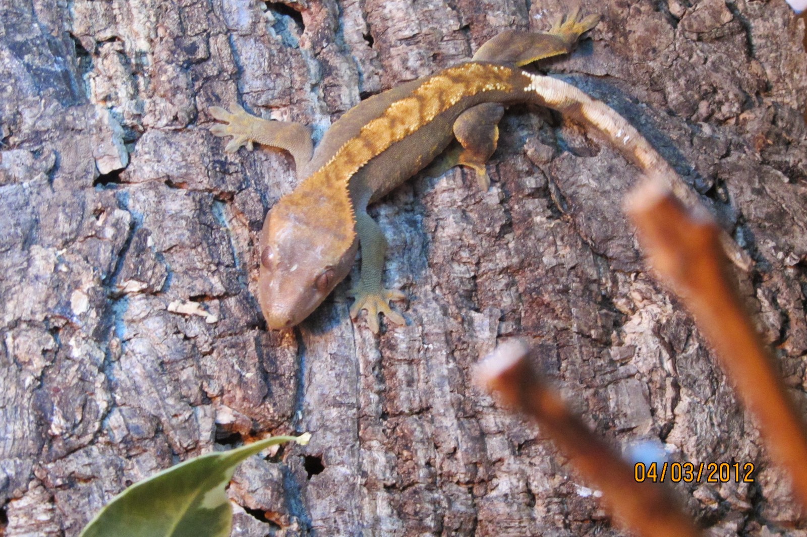 About the terrarium or how my husband believed in the drum - My, Terrariumistics, Chameleon, Gecko, Frogs, Life stories, Video, Longpost