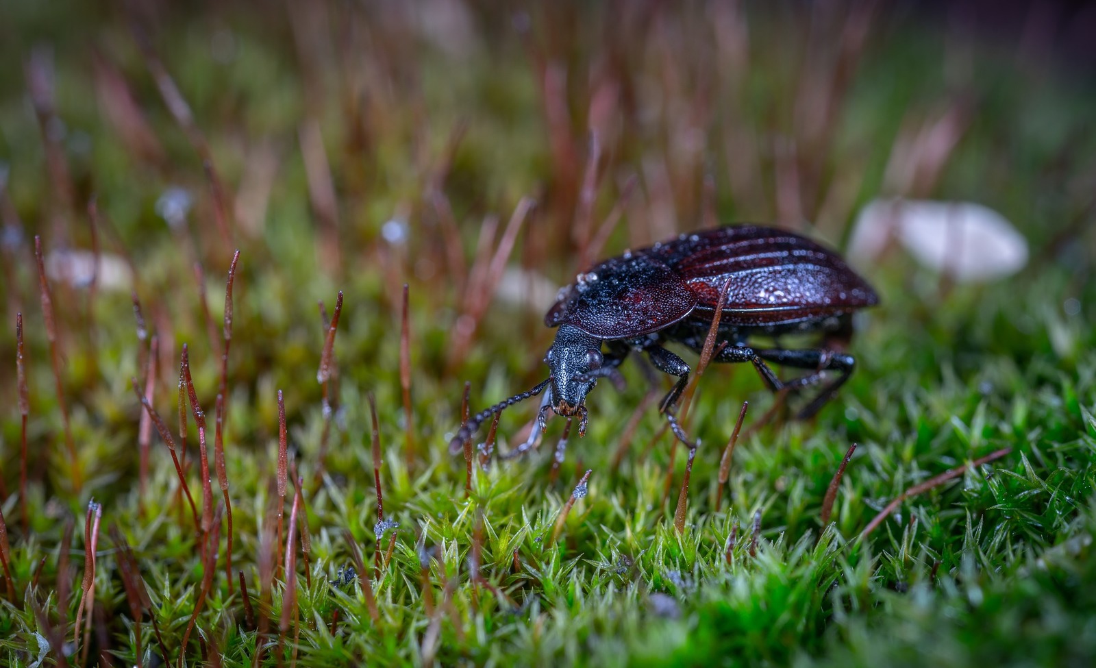 dead beetle - My, , , Жуки, Macro, Macrohunt, , Longpost, Macro photography