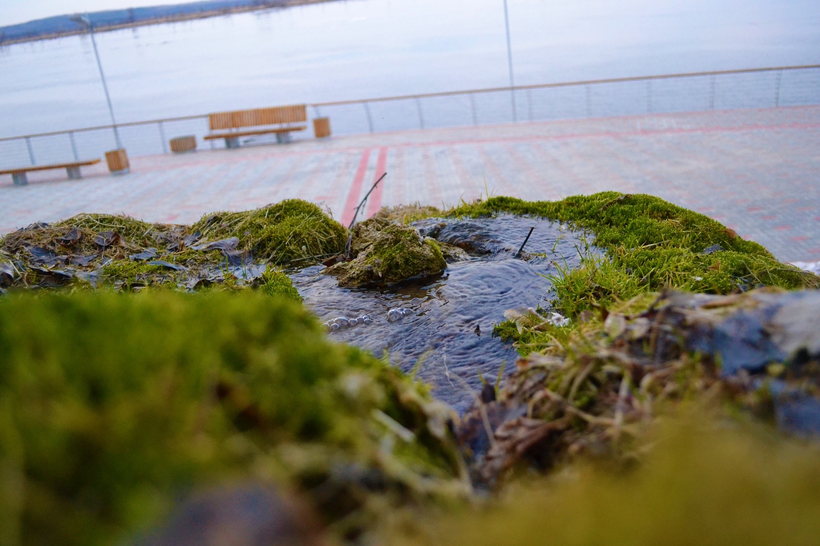 Spring is coming?? - My, Spring, Grass, Stream, Moss, Water, Longpost, Nature