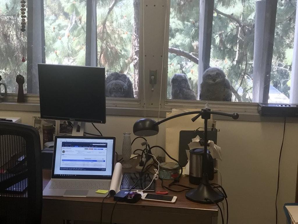 These owls are spying on me - Owl, Surveillance, Birds, The photo, Reddit