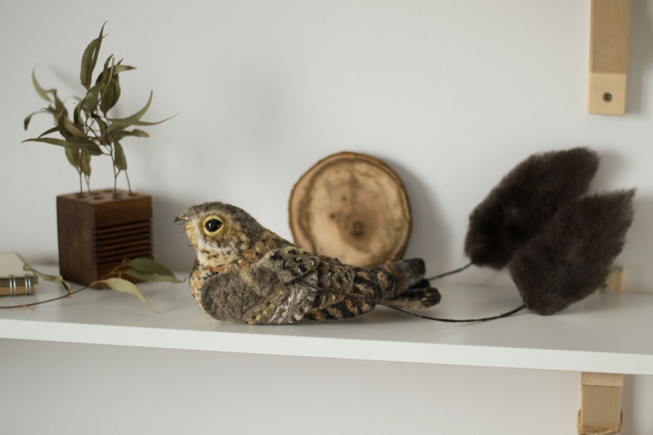 African pennant nightjar. dry felting - My, Nightjar, Dry felting, Needlework without process, , Birds, Longpost