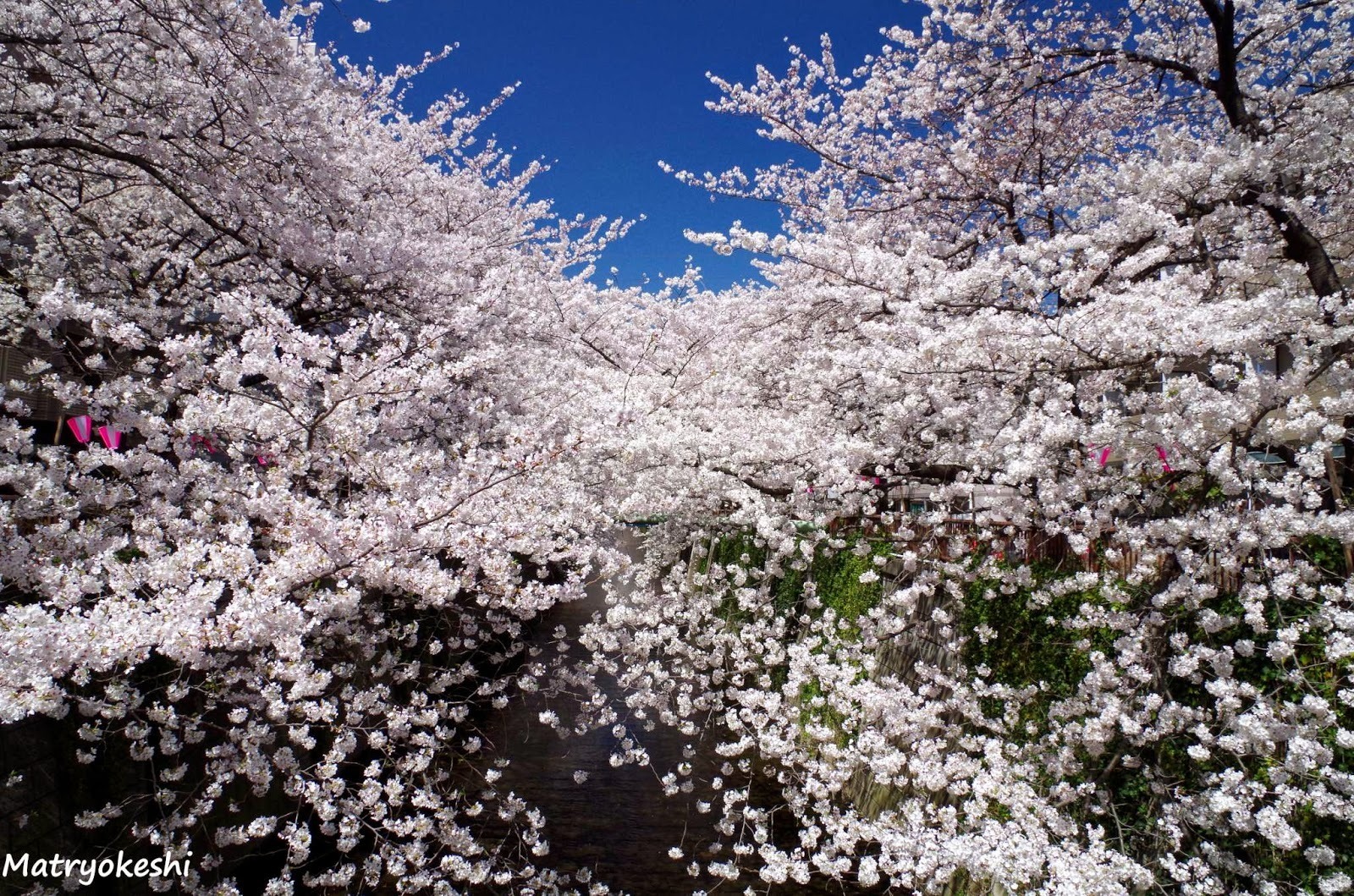 Meguro - a river dotted with sakura - Japan, Tokyo, Sakura, Flowers, The photo, Unusual, Beautiful, Longpost