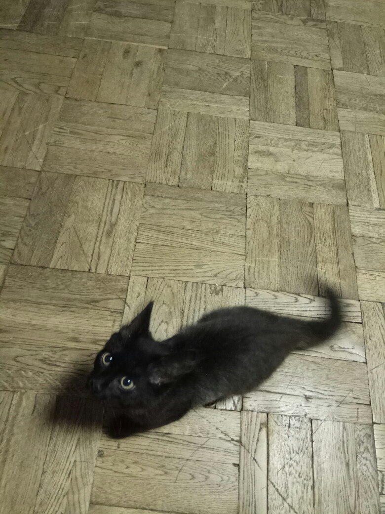 I give a cat, 3 months St. Petersburg - My, cat, I will give the cat for free, Saint Petersburg, Kittens, Longpost, No rating, In good hands