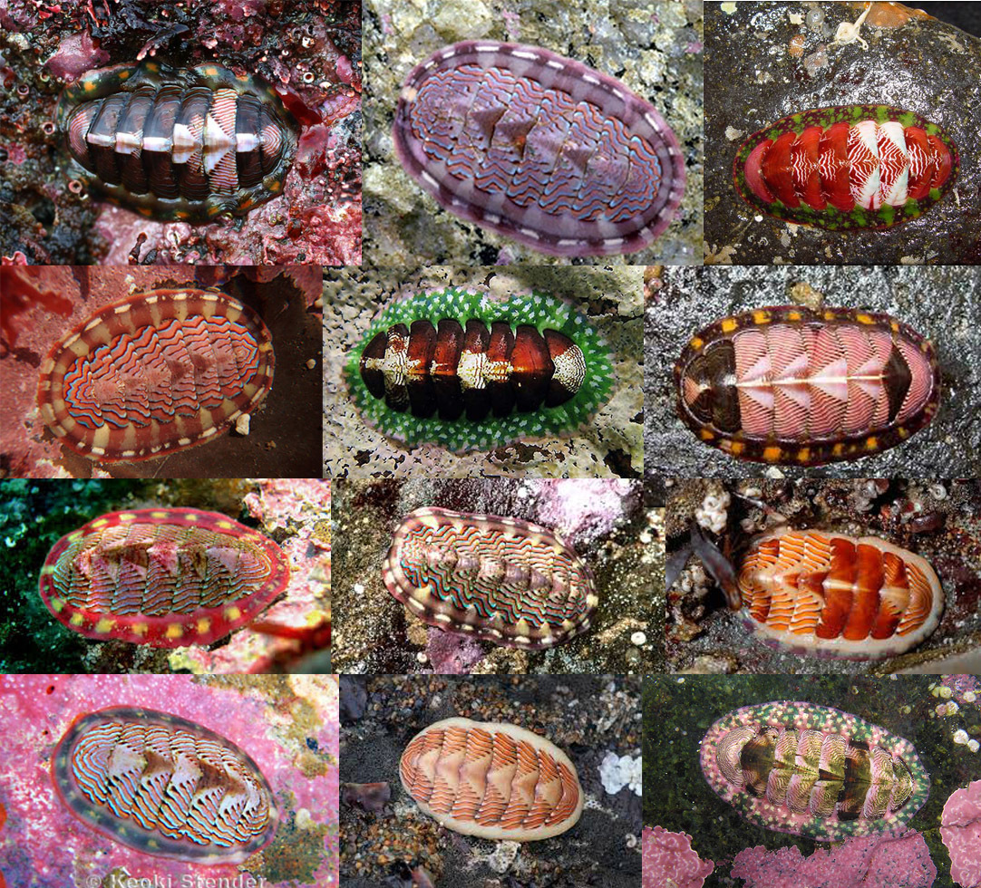 (Not) a lot of cute marine stuff - Sea worm, , Ocean, GIF, Longpost