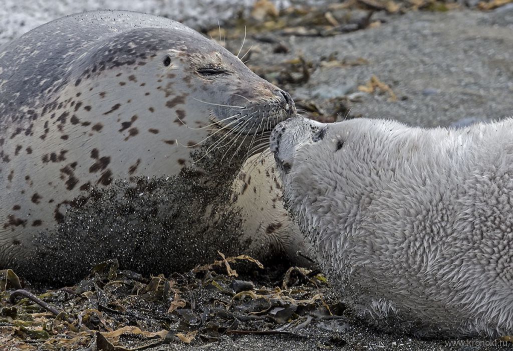 Kamchatka .. Zhrun - Milota, Seal, Kamchatka, Reserves and sanctuaries, Jru, , cat, Belek