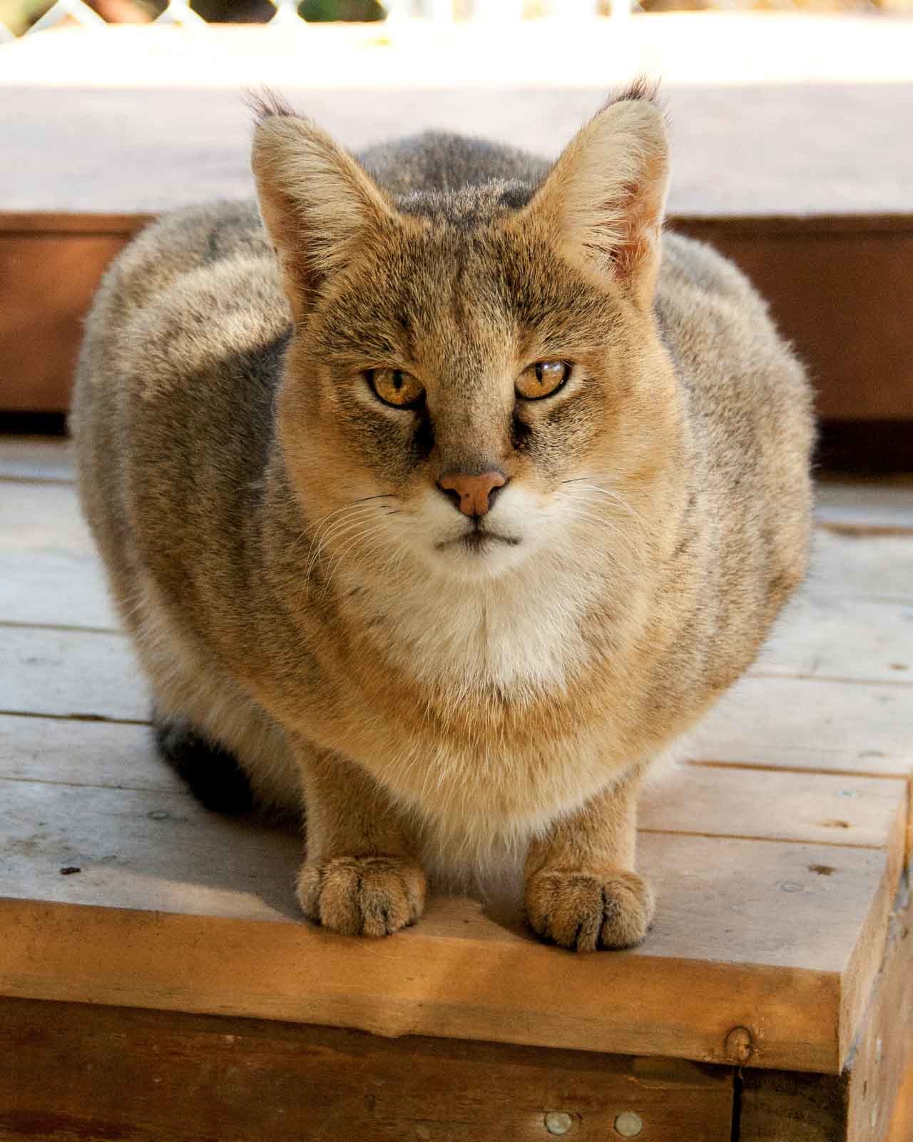 Reed cat or marsh lynx. - Jungle cat, cat, Cat family, Predator, Animals, , , Text, Longpost, Predatory animals