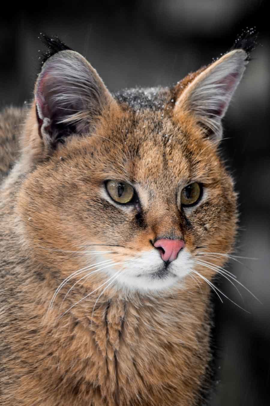 Reed cat or marsh lynx. - Jungle cat, cat, Cat family, Predator, Animals, , , Text, Longpost, Predatory animals