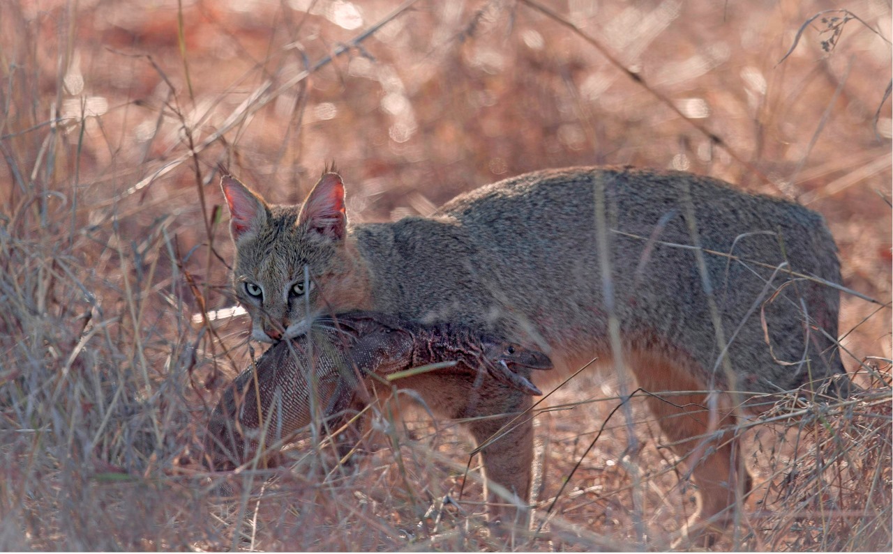 Reed cat or marsh lynx. - Jungle cat, cat, Cat family, Predator, Animals, , , Text, Longpost, Predatory animals