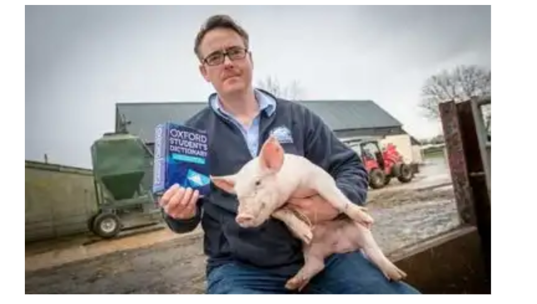 A British pig farmer has demanded a ban on insulting pigs. - Animals, Pig, British, Curiosity