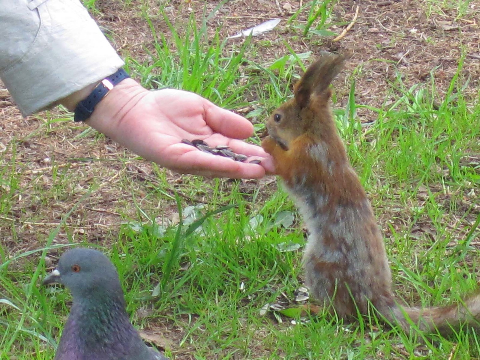 Watch out squirrels! - My, Elagin Island, Squirrel, Carefully, Longpost