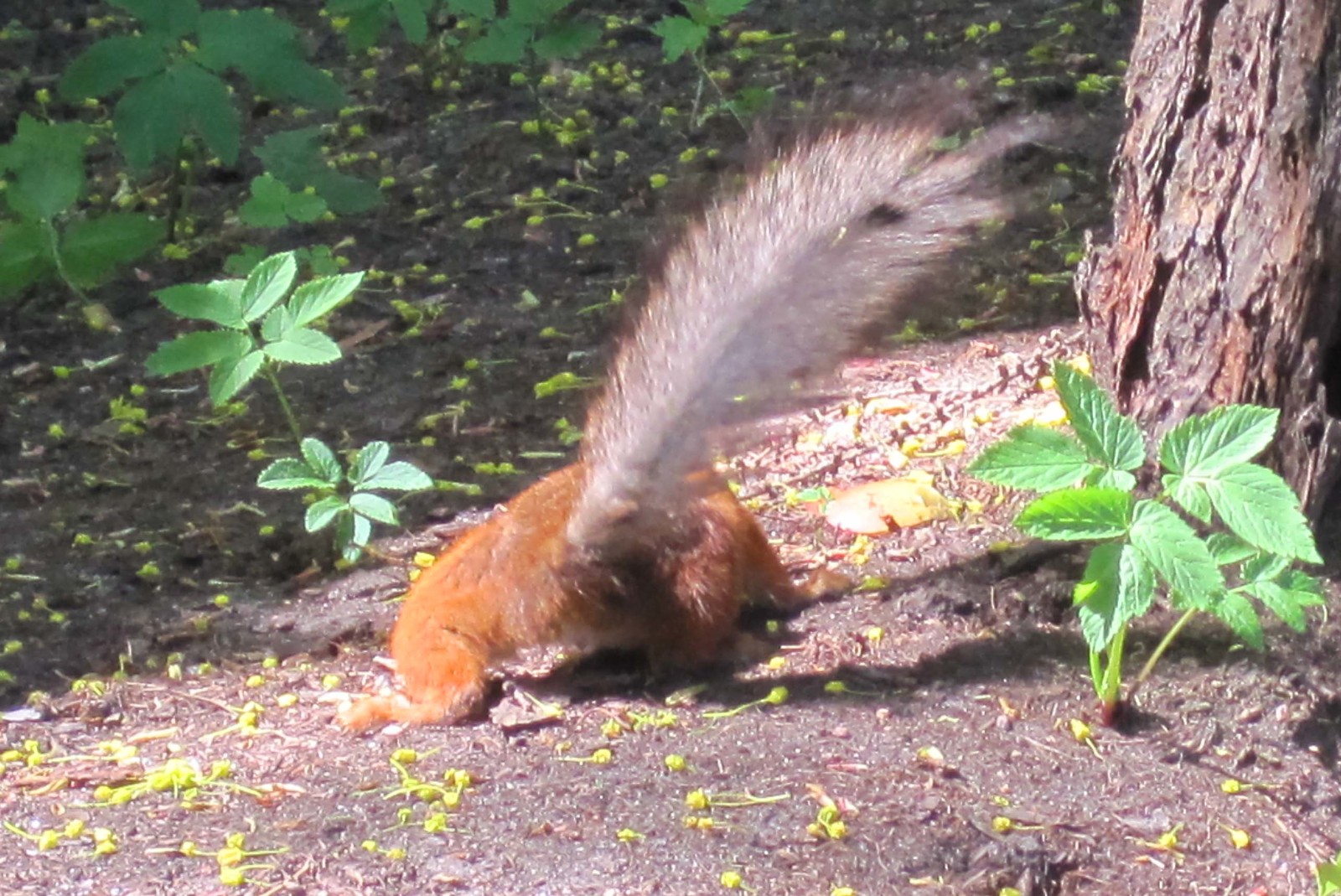 Watch out squirrels! - My, Elagin Island, Squirrel, Carefully, Longpost