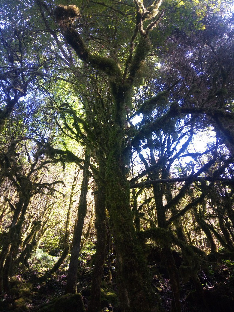 Guam Gorge. Lagonaki Highlands - My, The photo, Guam gorge, , Longpost