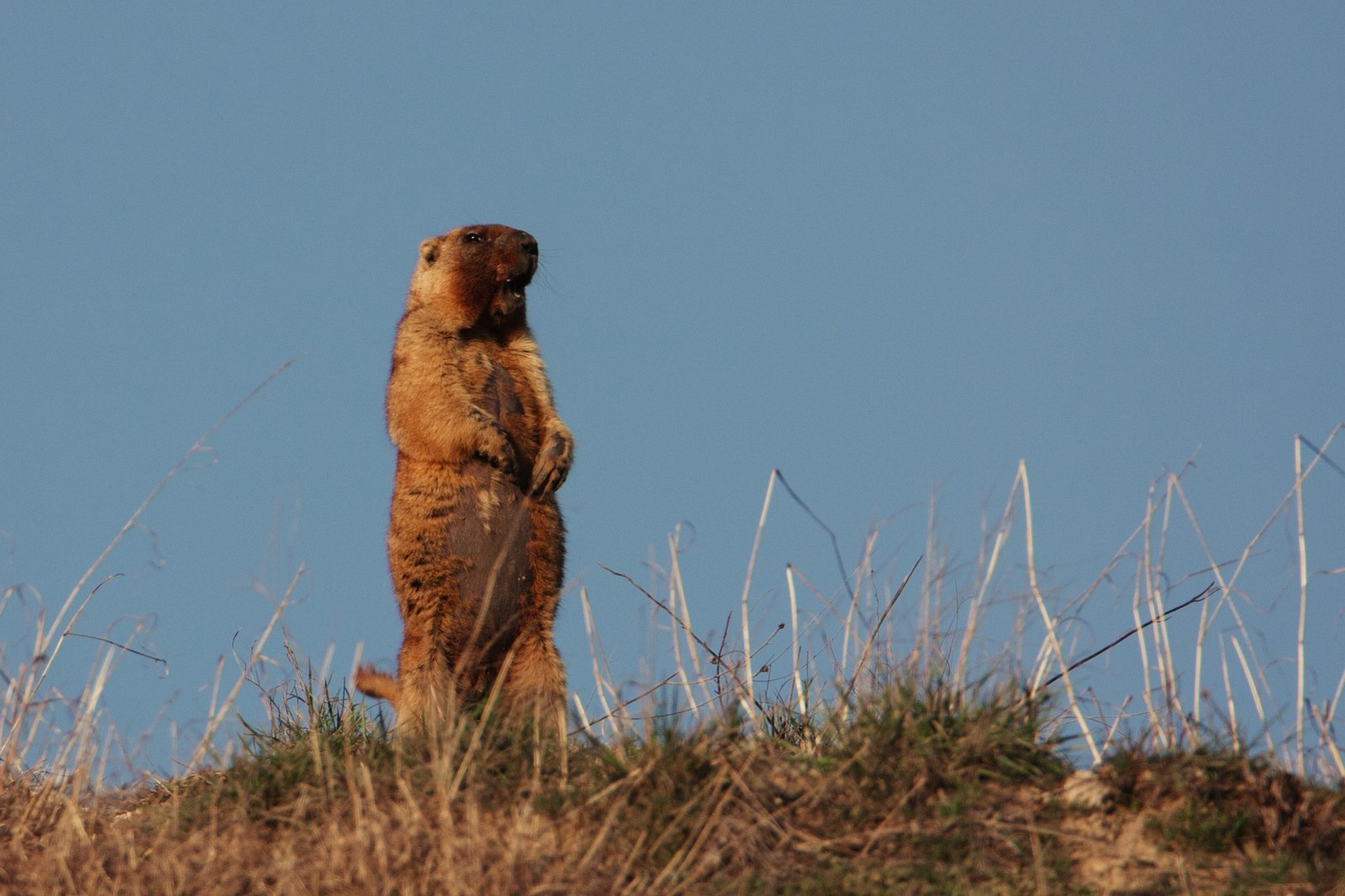 Field meeting - My, My, Nature, Animals, Longpost