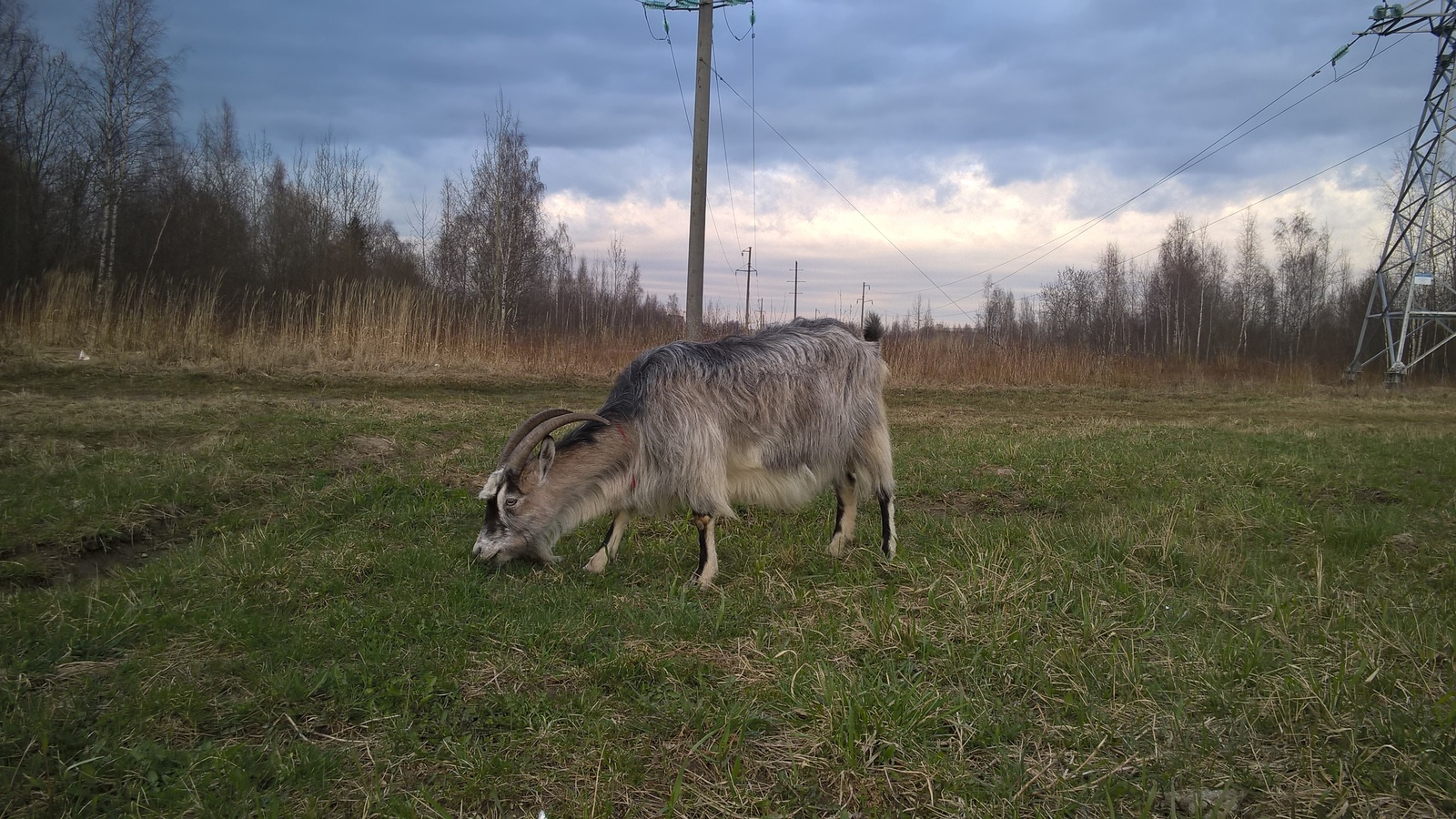 Cattle in Peterhof - My, Animals, Livestock, Goat, Goat, Longpost