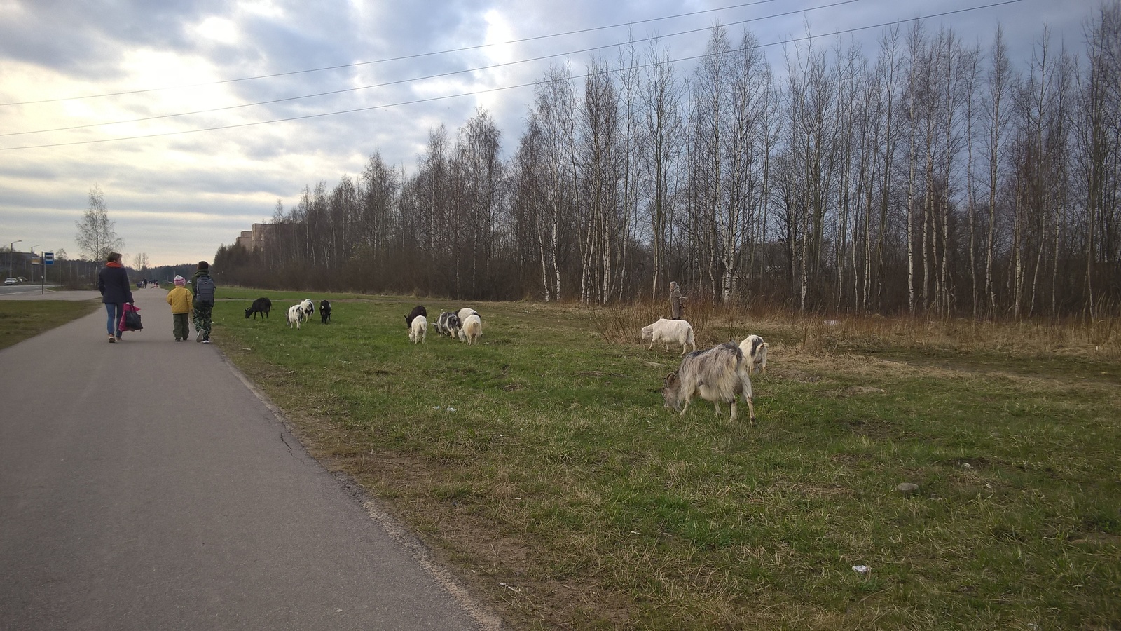 Cattle in Peterhof - My, Animals, Livestock, Goat, Goat, Longpost