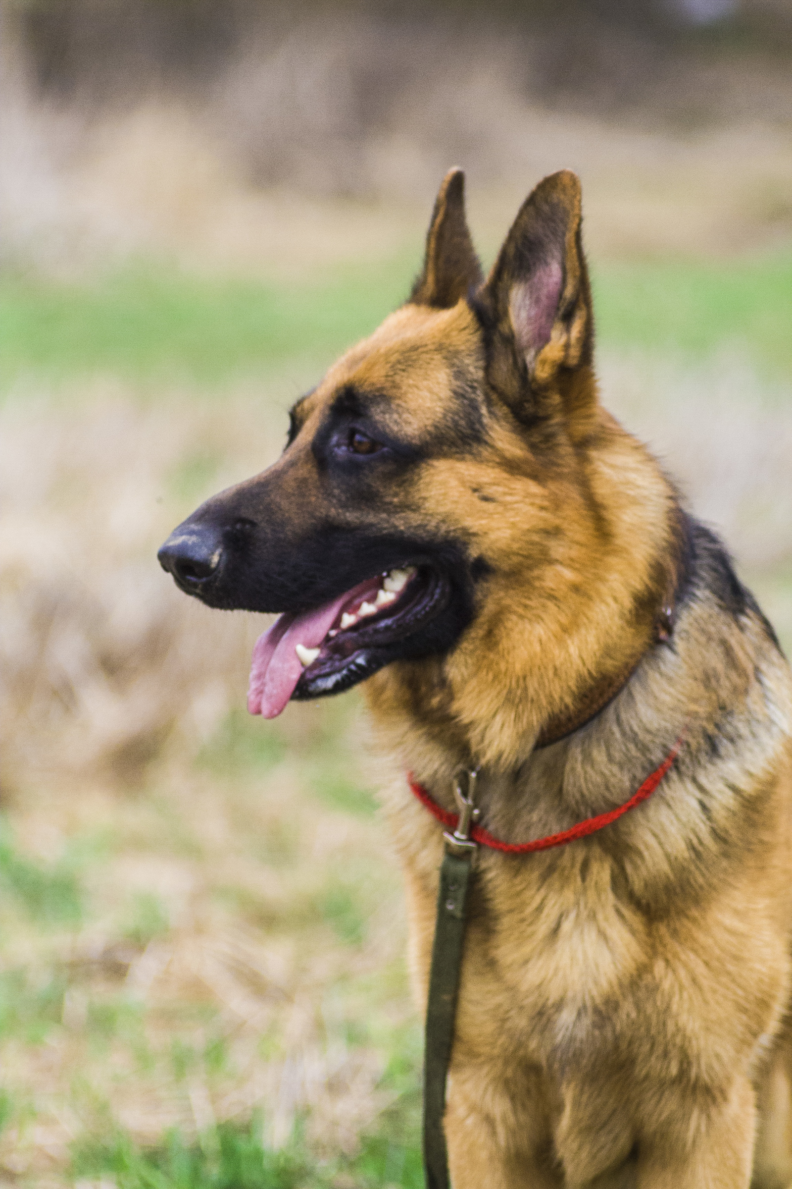 I found a camera, bought a film - and away we go! - My, The photo, Jupiter-37, Pentax, Longpost, Amateur, Dog, Sheepdog