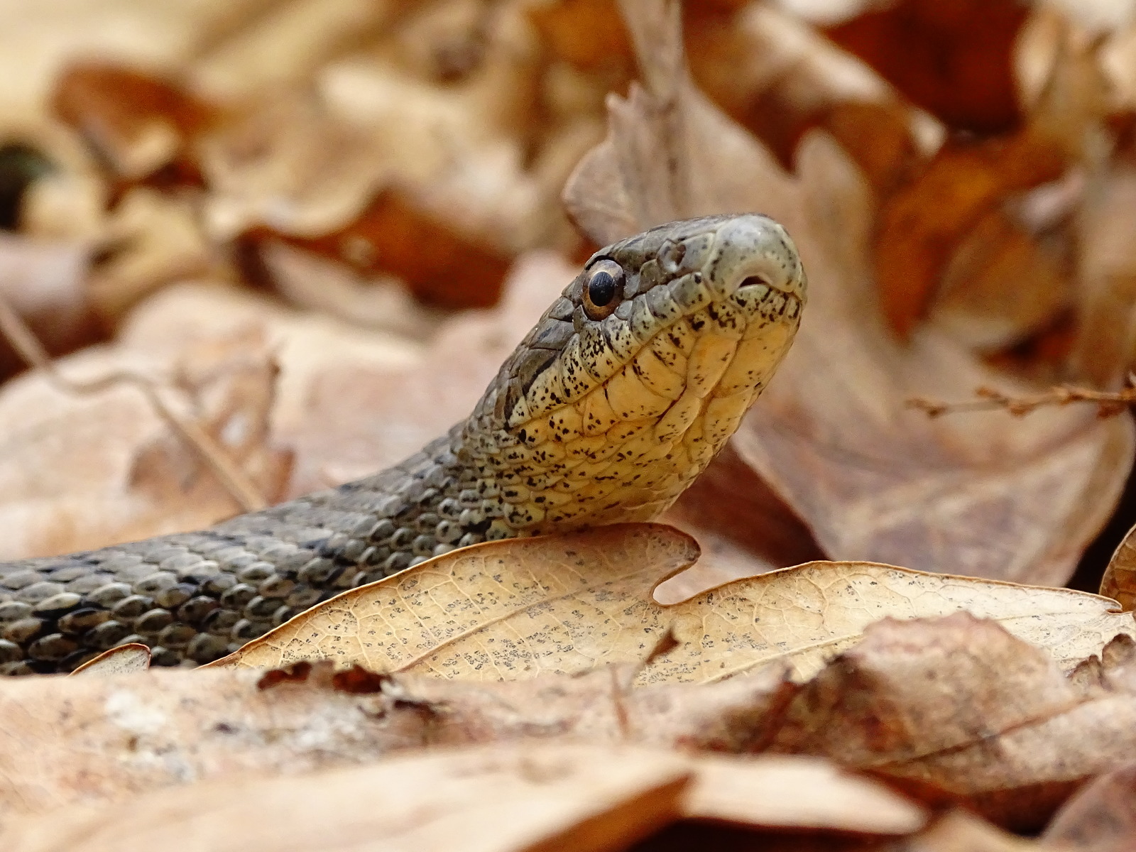 Meeting with the Patterned snake, on Senka's hat (20.04.18) - My, Snake, Patterned Runner, Primorsky Krai, Oktyabrsky District, Senkina hat, Longpost