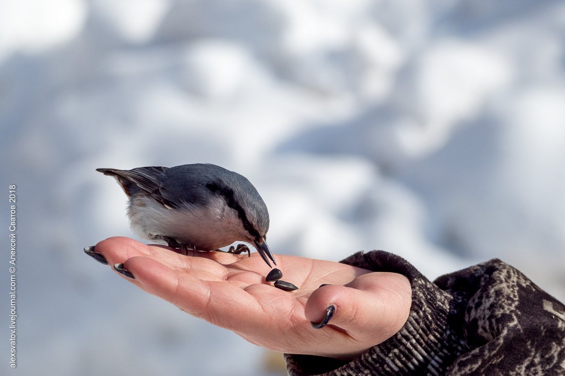 Who taught people how to build houses? - My, Birds, Nuthatch, Buryatia, Longpost