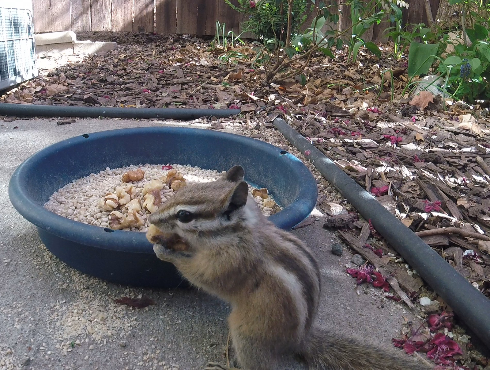 trial chipmunk - My, Chipmunk, The photo, Backyard