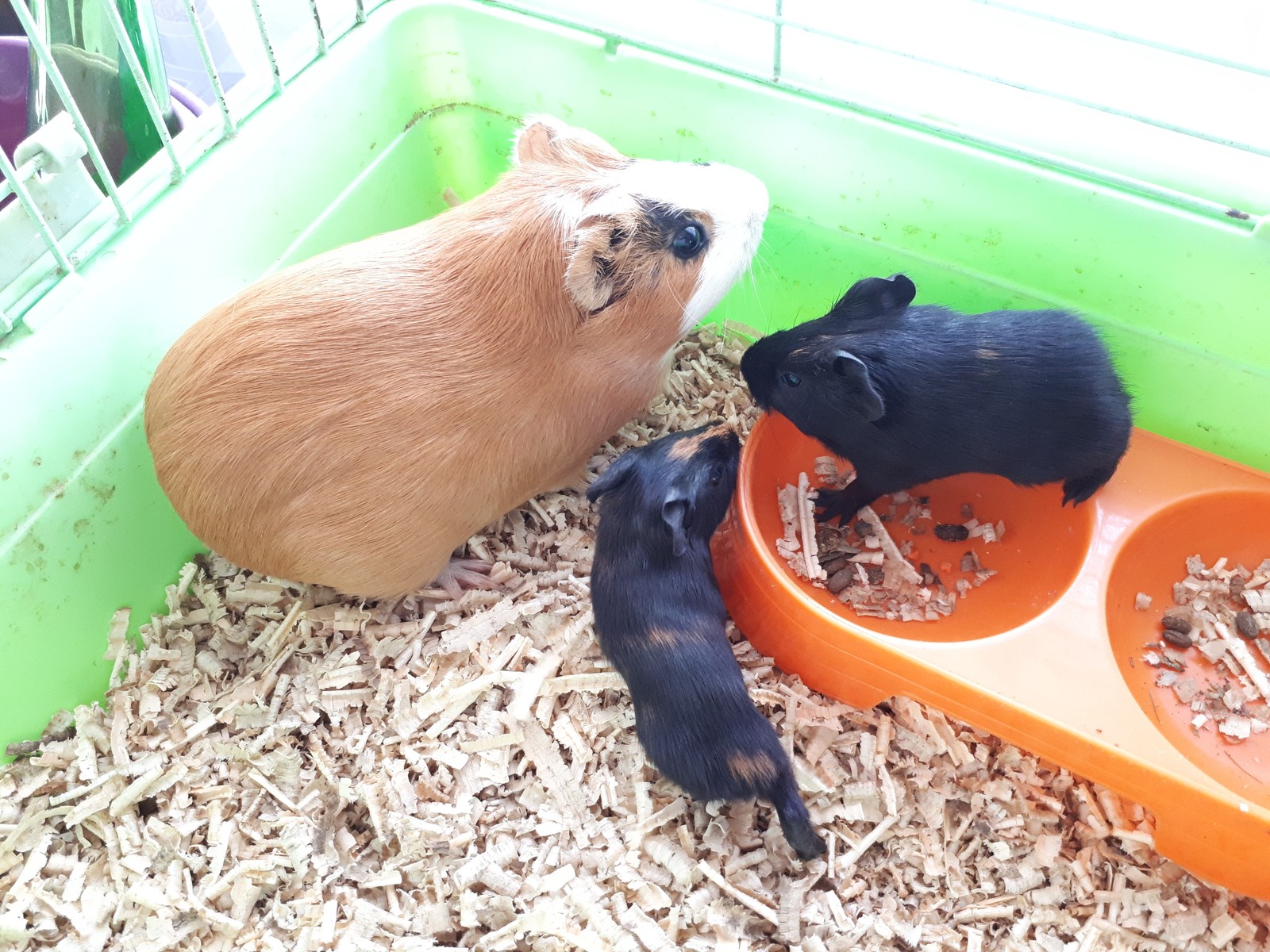 sea ??pigs - My, Guinea pig, Piglets