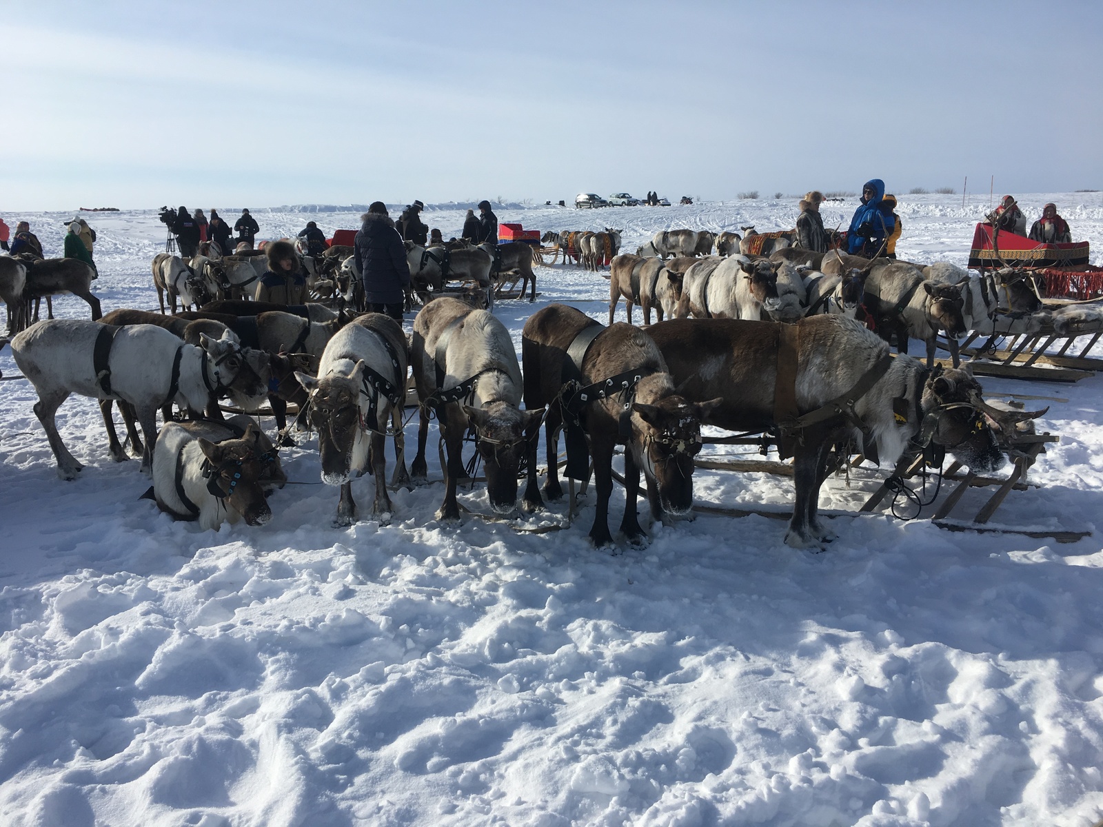 Day of the Reindeer Breeder (Salekhard) - Salekhard, Reindeer Herder's Day, The photo, Longpost