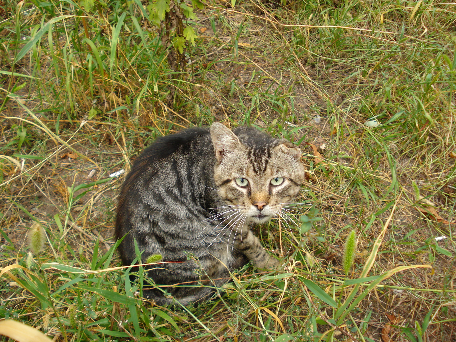 Not homemade - My, Portrait, , The photo, Longpost, cat