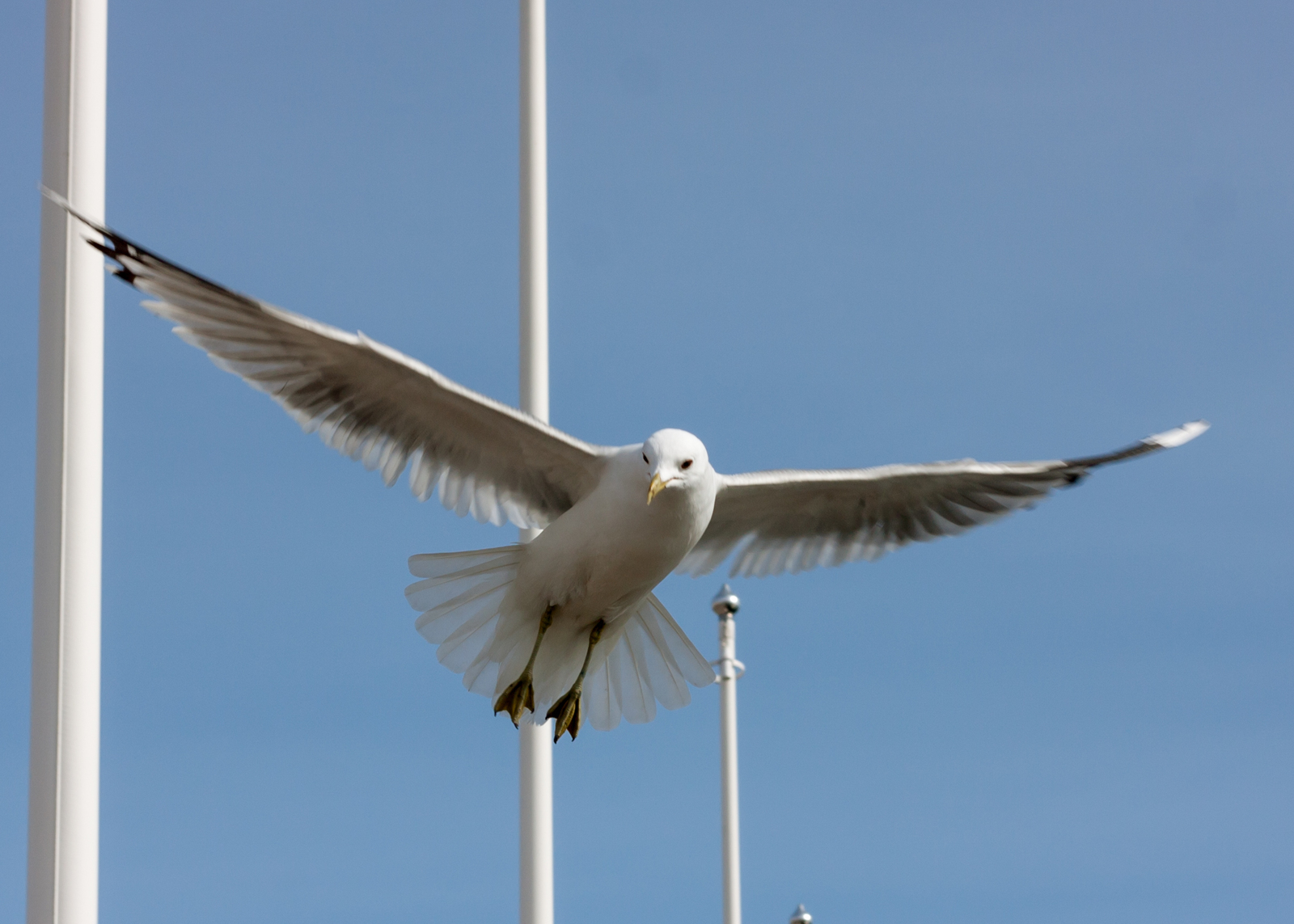 Seagulls of Helsinki - My, Beginning photographer, Seagulls, Birds, Longpost