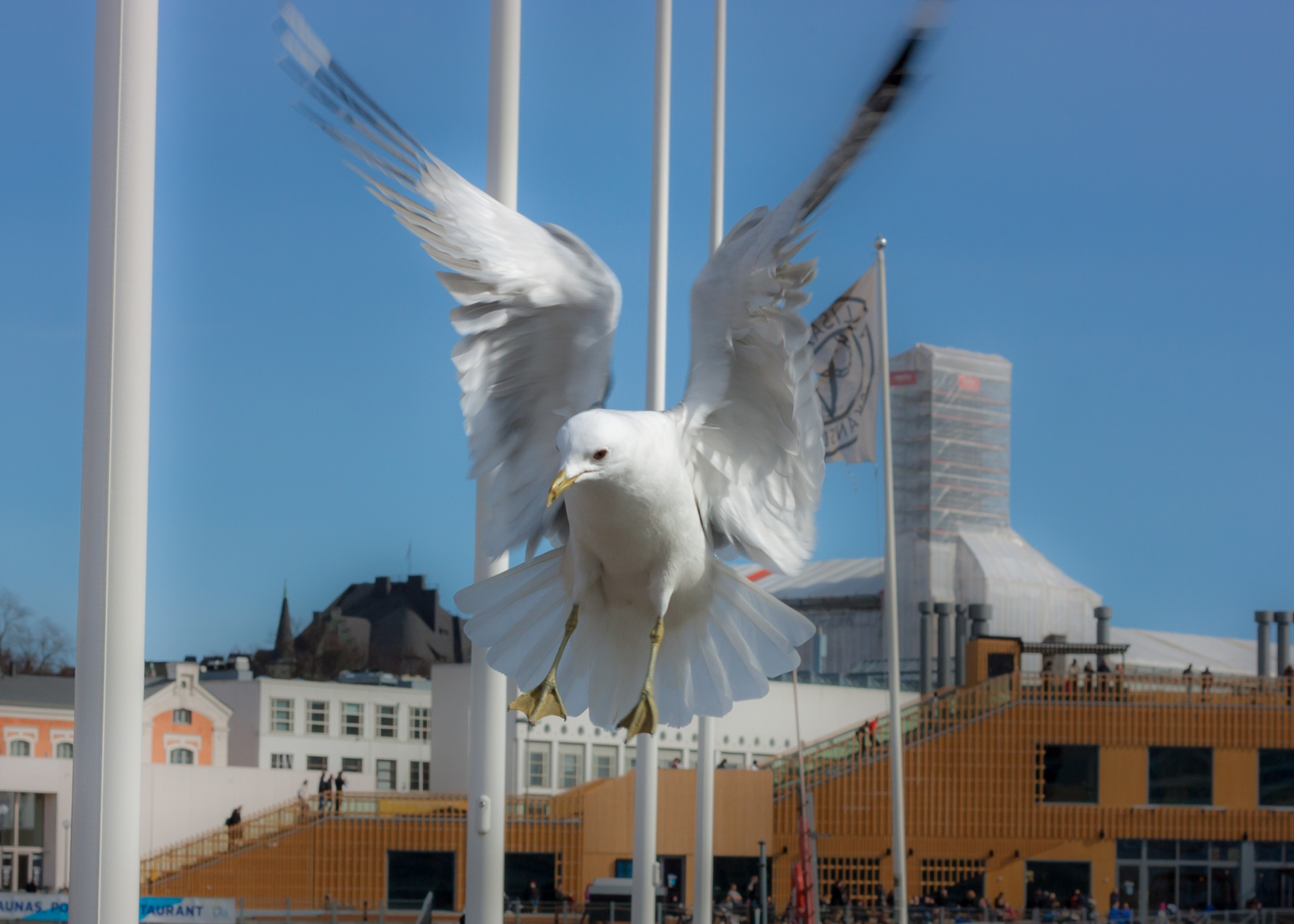 Seagulls of Helsinki - My, Beginning photographer, Seagulls, Birds, Longpost